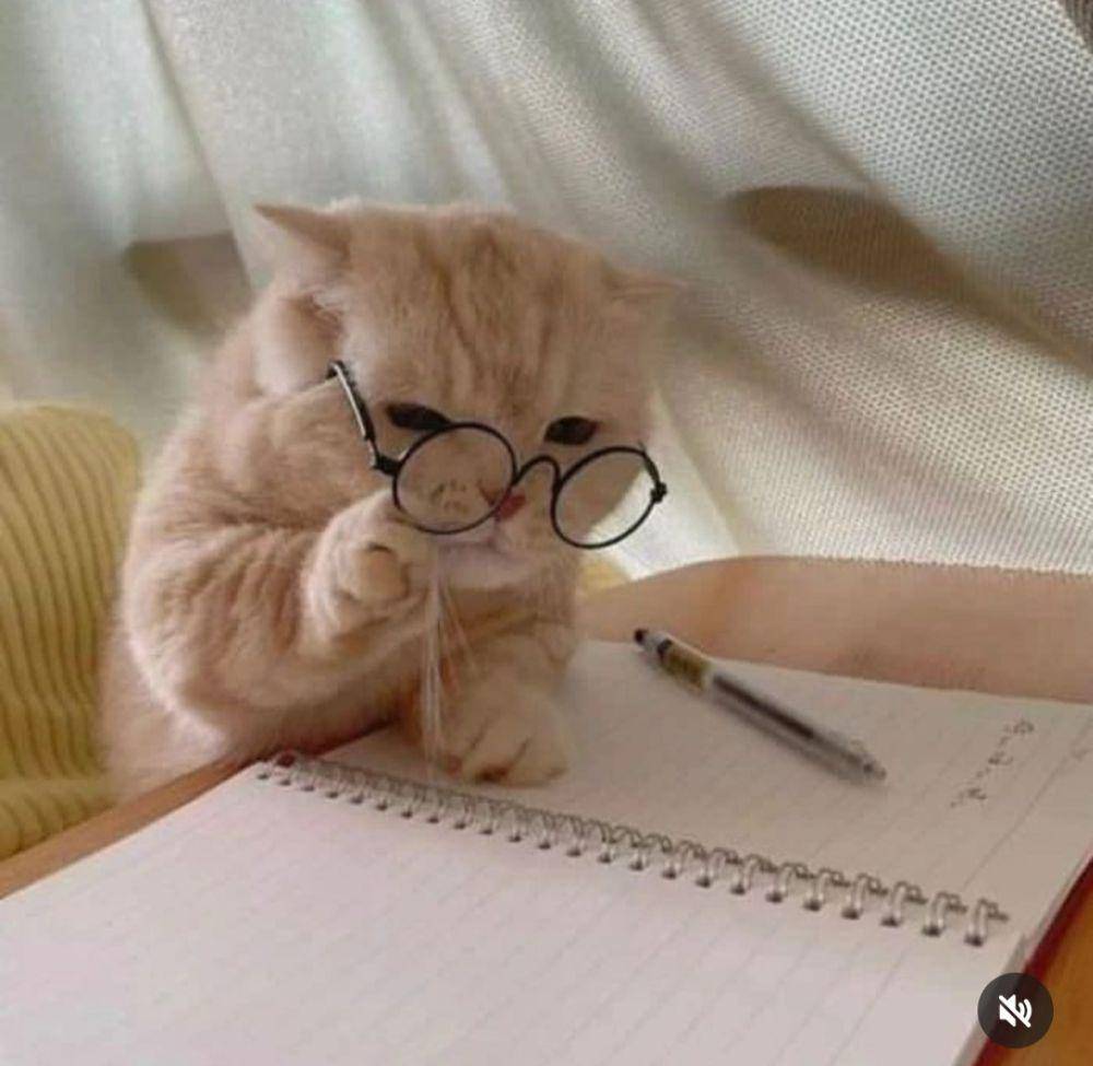 kucing oyen lagi serius kerja (instagram.com/happy_pets_789)