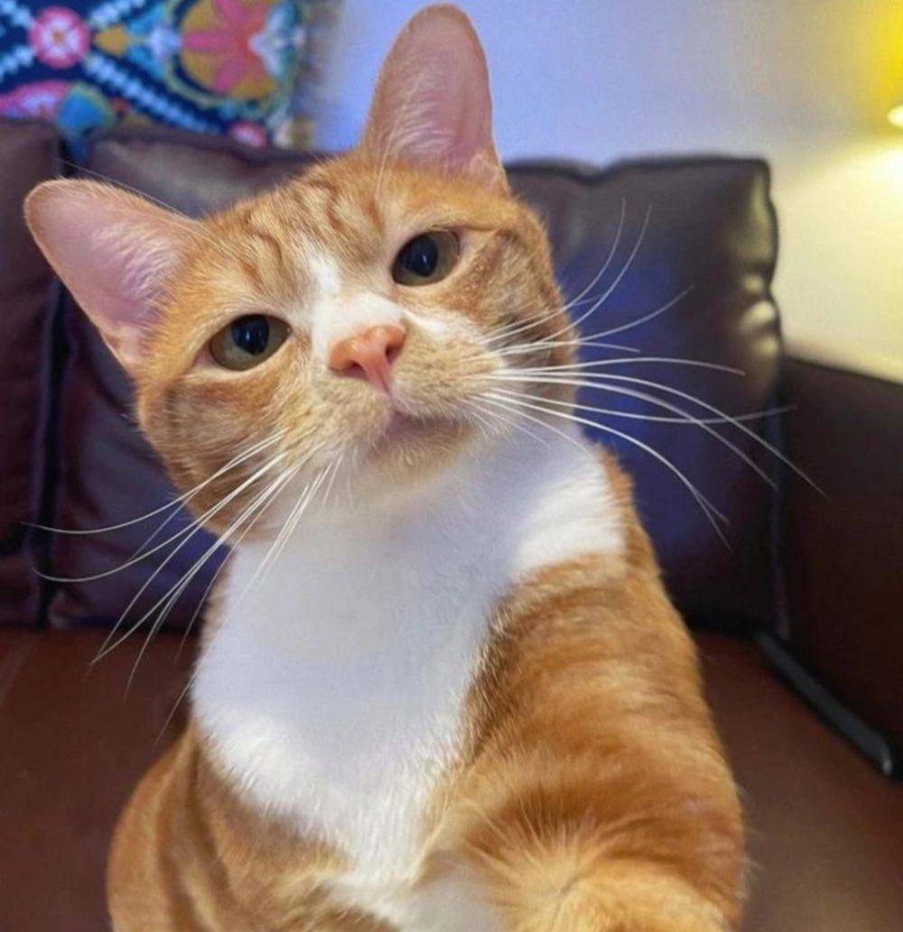 kucing oyen lagi kesel (instagram.com/happy_pets_789)