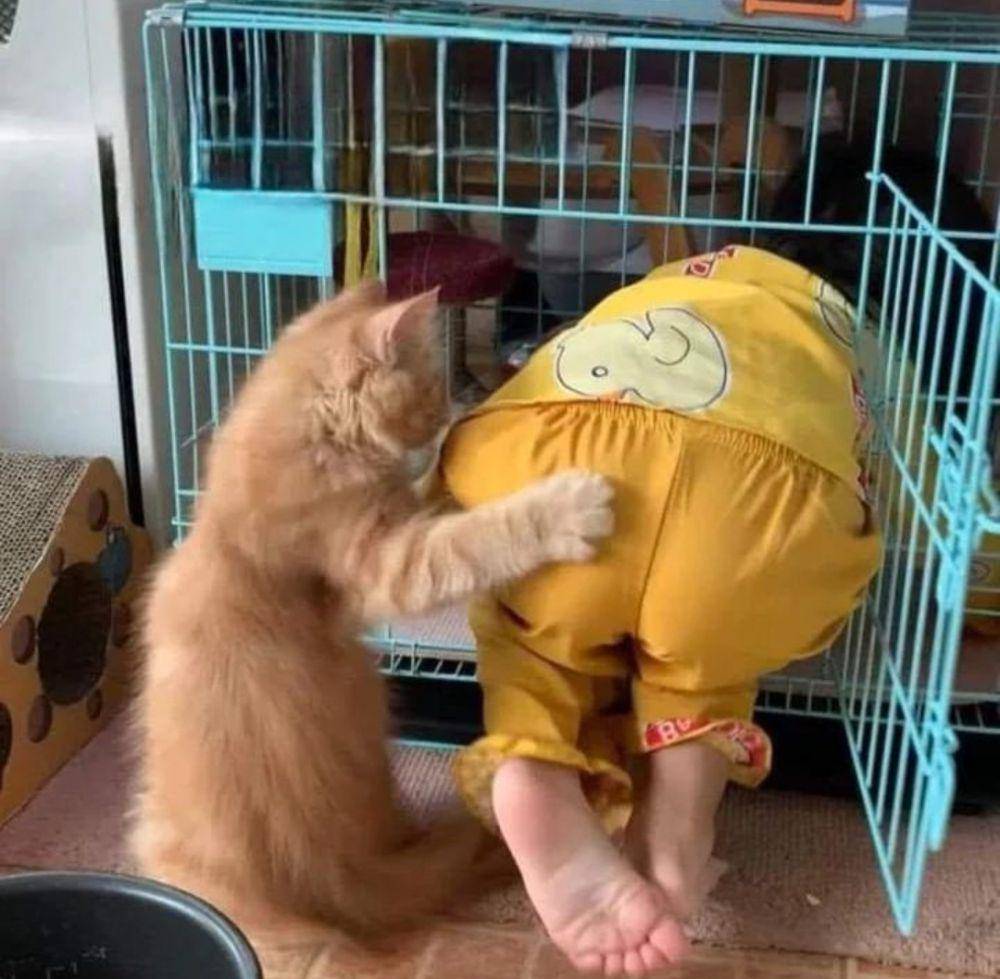 kucing oyen lagi kerja (instagram.com/happy_pets_789)