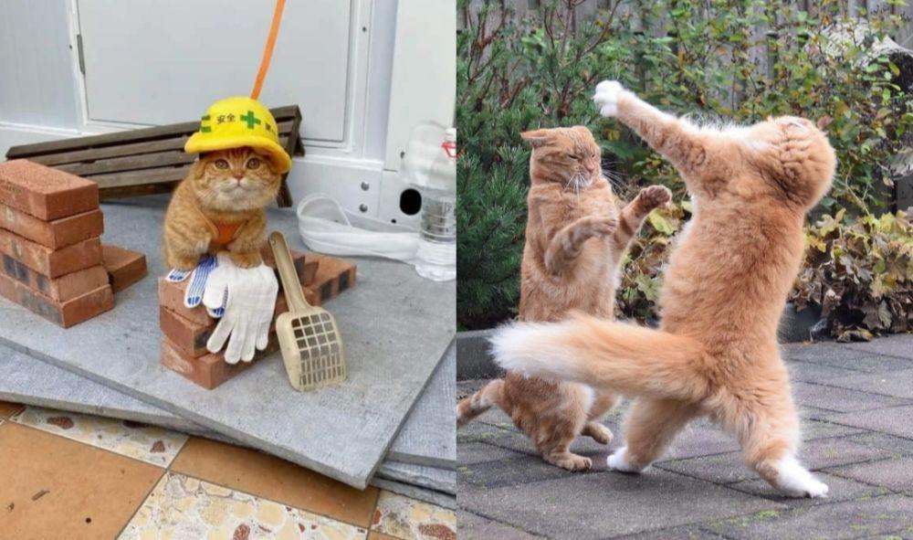 12 Potret Kucing Oyen Kerja Serabutan, Malah Ribut Rebutan Lapak!