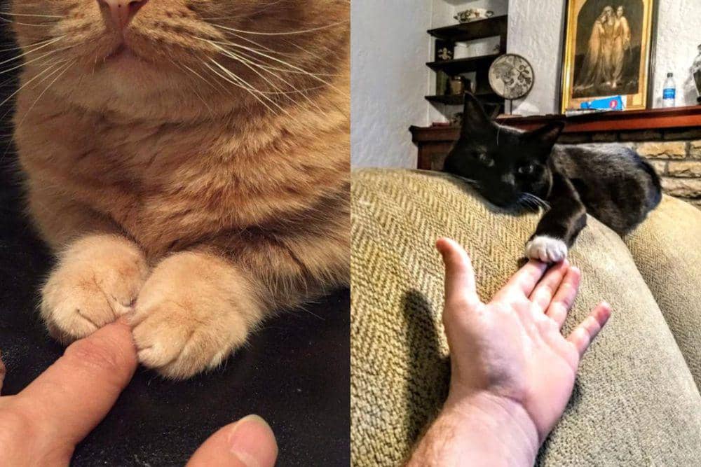 7 Potret Lucu Kucing Memegang Jari Hooman, Lagi Mode Bucin dan Manja