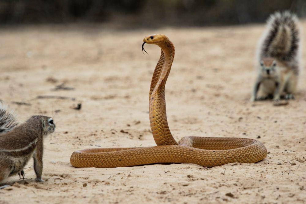 Ular kobra merupakan salah satu ular yang memiliki kantung bisa (inaturalist.org/ehreneksteen)