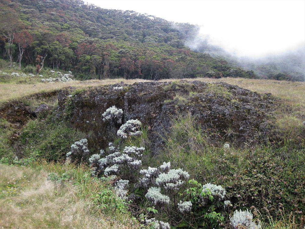 Lembah Edelweiss, jalur trekking pintu Gunung Putri (commons.wikimedia.org/Lo2asinamura)