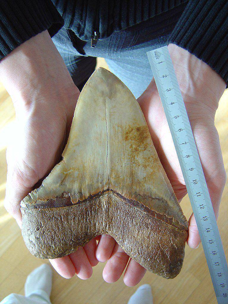 Perbandingian gigi megalodon dengan tangan manusia (commons.wikimedia.org/Lonfat)