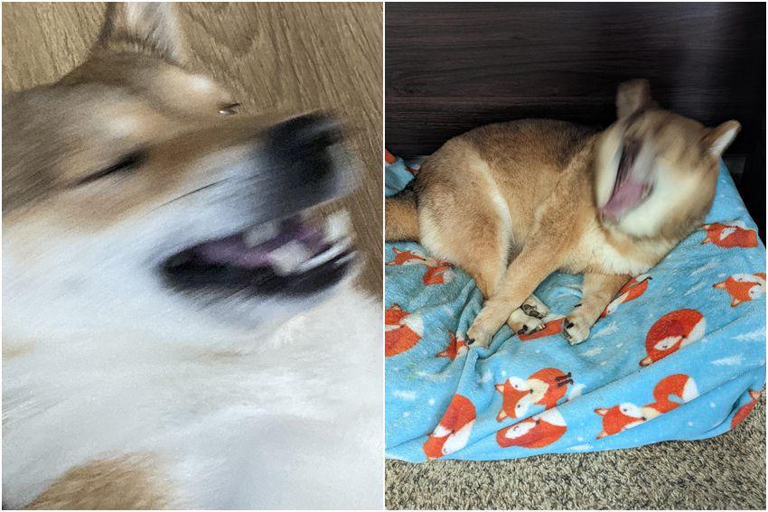 8 Foto Kocak Shiba Inu Lagi Bersin, Ekspresinya Bikin Ngakak