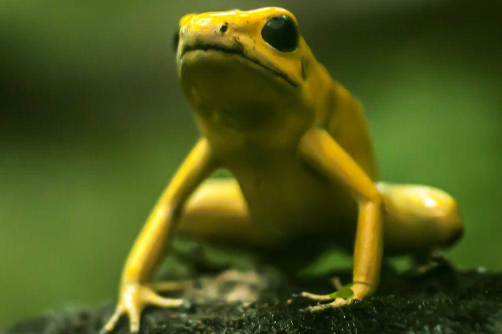 katak panah beracun (commons.wikimedia.org/Johan Hansson)