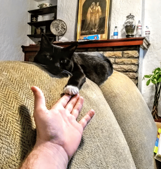 potret lucu kucing memegang jari hooman (reddit.com/Percussionoid91)