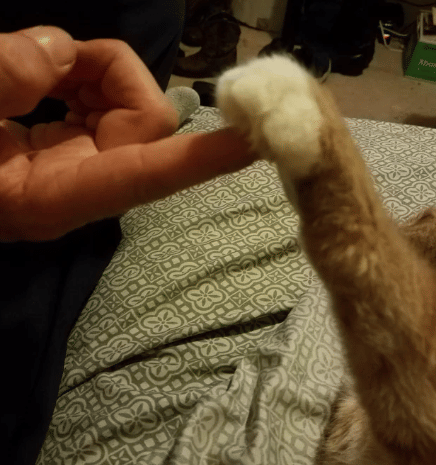 potret lucu kucing memegang jari hooman (reddit.com/Anxiousone88)
