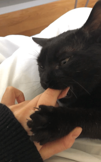 potret lucu kucing memegang jari hooman (reddit.com/Cosmic-Lemonade)