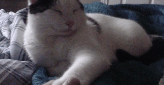 potret lucu kucing memegang jari hooman (reddit.com/DistiIIer)