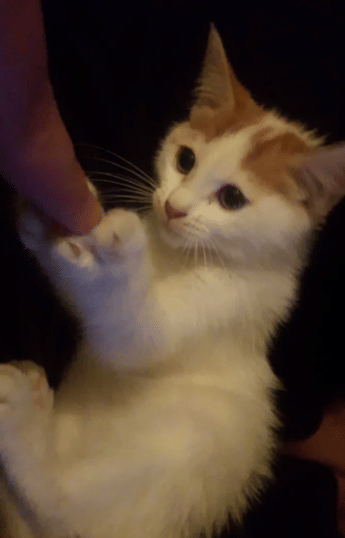 potret lucu kucing memegang jari hooman (reddit.com/Blueexx2)