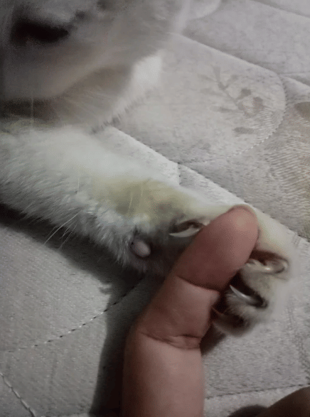 potret lucu kucing memegang jari hooman (reddit.com/pleaseris)