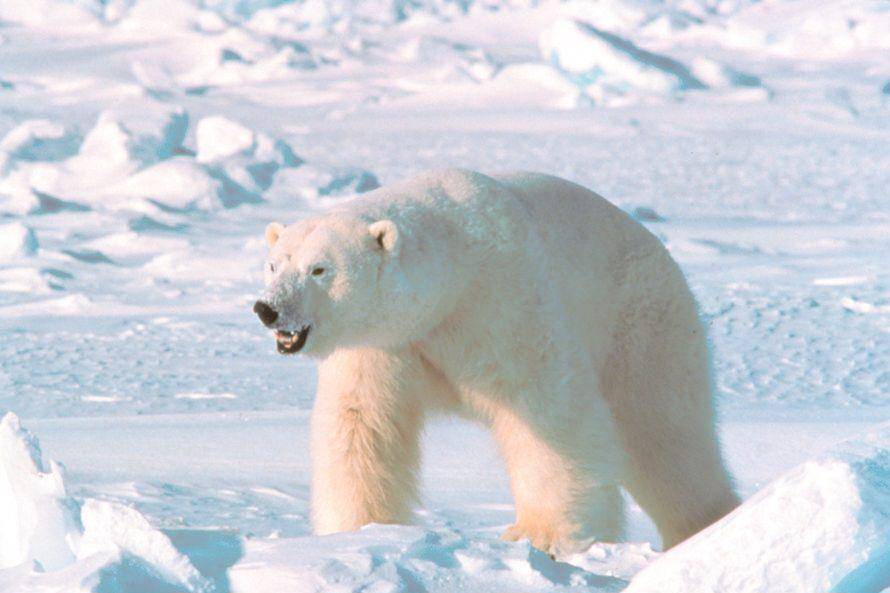 seekor beruang kutub (Ursus maritimus) berjalan di salju Alaska (commons.wikimedia.org/Amstrup, Steven/USGS)