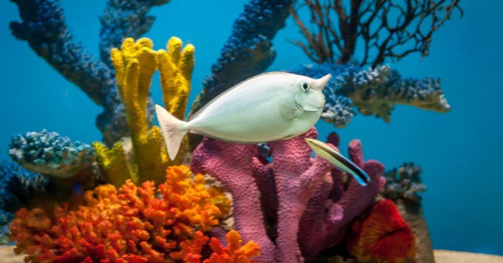 6 Fakta Unik Ikan Unicorn, Benarkah Punya Tanduk?