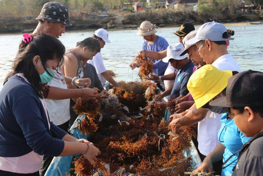 Ilustrasi budidaya rumput laut (IDN Times/Wayan Antara)