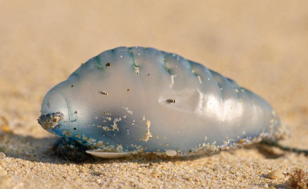 Portuguese man of war (commons.m.wikimedia.org/Marshal Hedin)