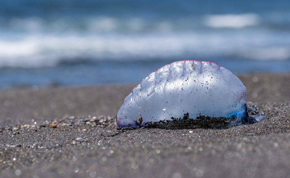 Portuguese man of war (commons.m.wikimedia.org/Jules Verne Times Two)