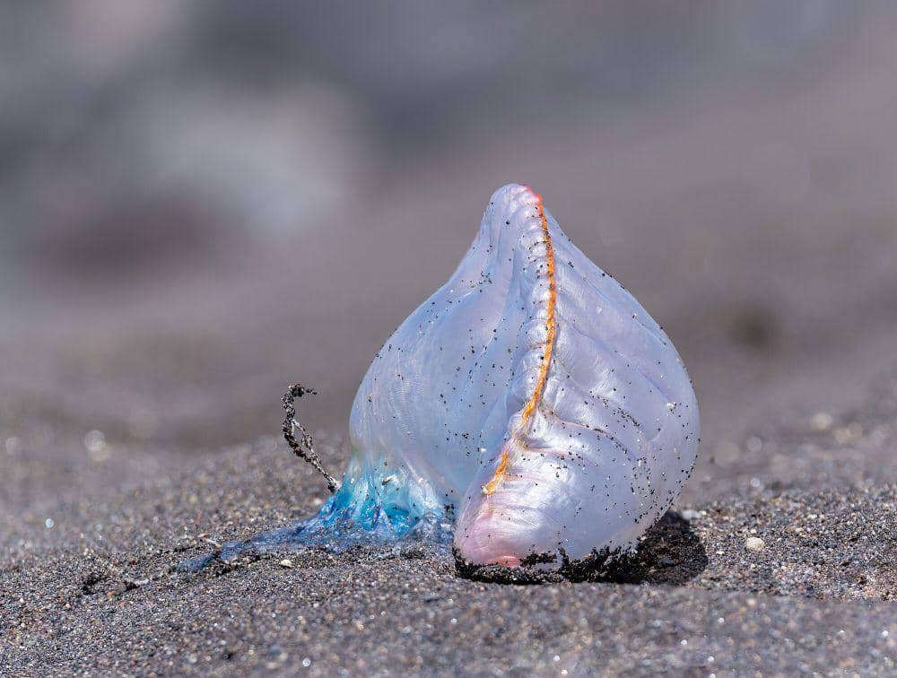 Portuguese man of war (commons.m.wikimedia.org/Jules Verne Times Two)