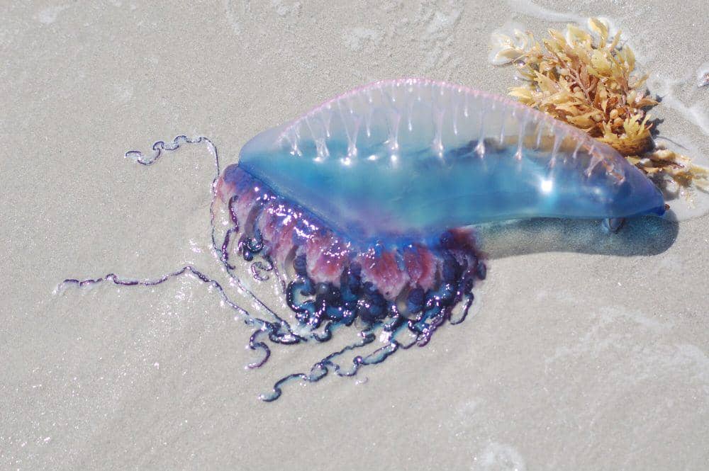 6 Fakta Portuguese Man of War, Tubuhnya Terbentuk dari Empat Organisme