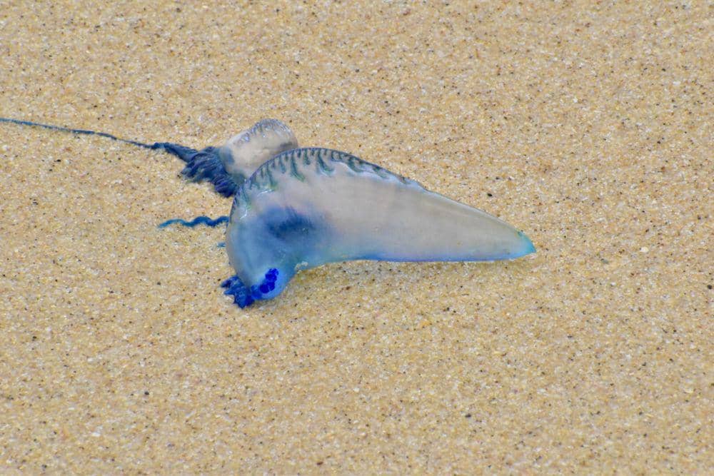 Portuguese man of war (commons.m.wikimedia.org/Clanmutts)