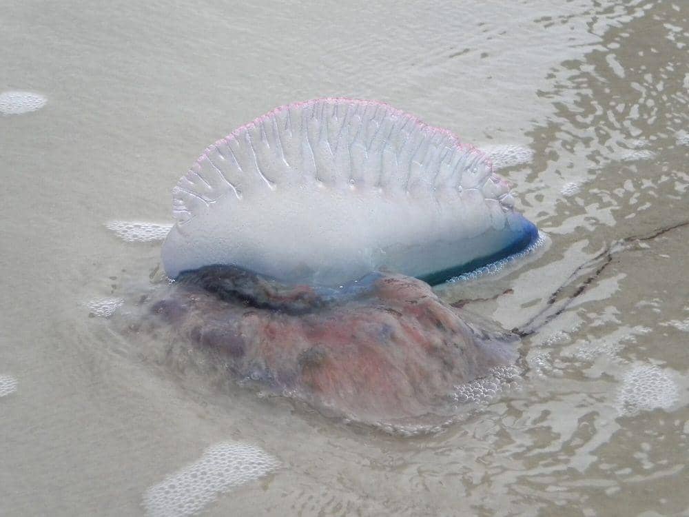 Portuguese man of war (commons.m.wikimedia.org/U.S. Fish and Wildlife Service Southeast Region)
