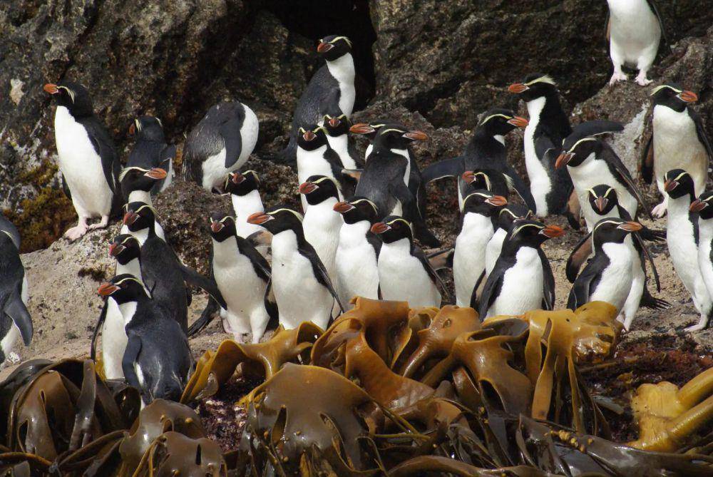 ilustrasi Penguin Snares (animalia.bio)