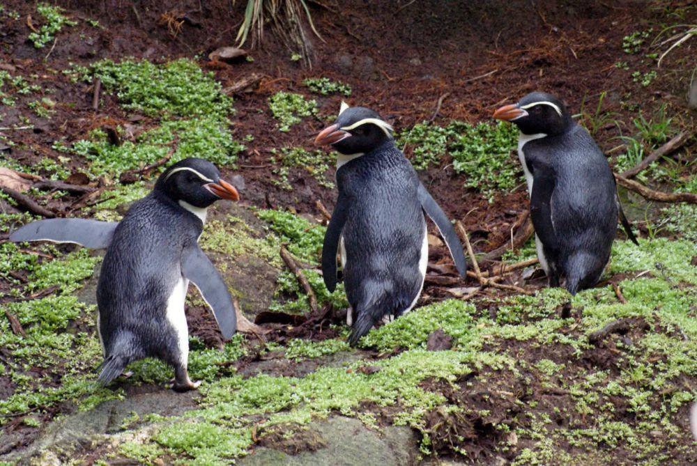 5 Fakta Penguin Snares, Burung Laut Menggemaskan dari Snares Islands