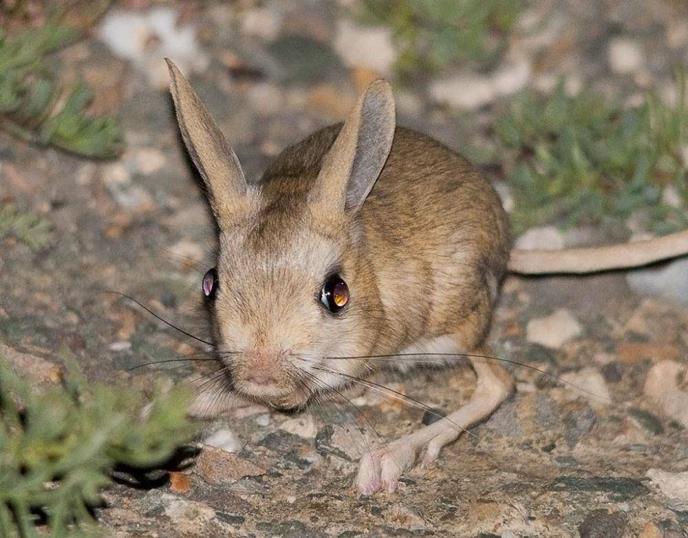 Tikus Kanguru atau Jerboa (flickr.com/yeliseev)
