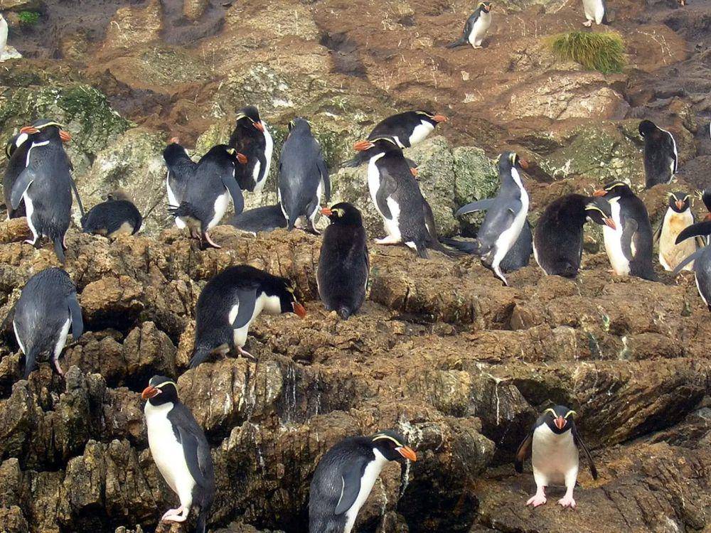 ilustrasi Penguin Snares (animalia.bio)