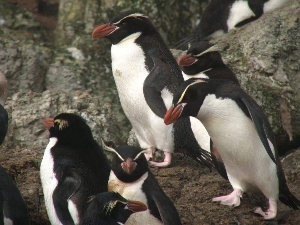 ilustrasi Penguin Snares (animalia.bio)