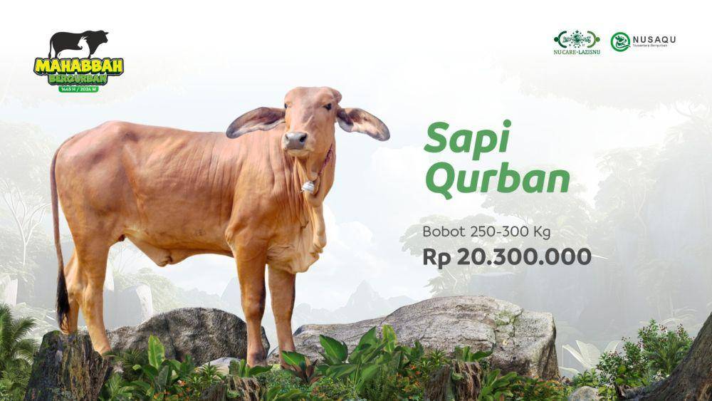 Kurban sapi di NU Care LazisNU (nucare.id)