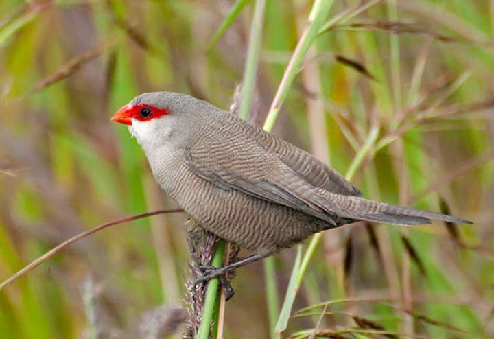 Common waxbill (commons.wikimedia.org/Dario Sanches)