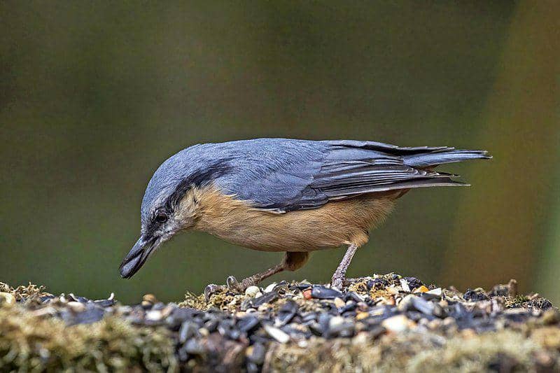 Nuthatch (commons.wikimedia.org/Charles J. Sharp)