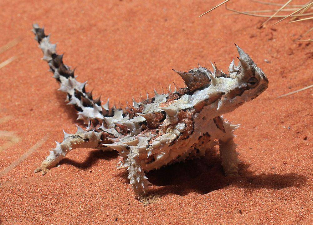 Thorny Devil (commons.wikimedia.org)
