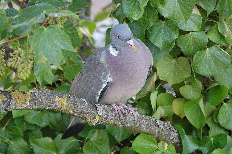 Common wood pigeon (commons.wikimedia.org/Gzen92)
