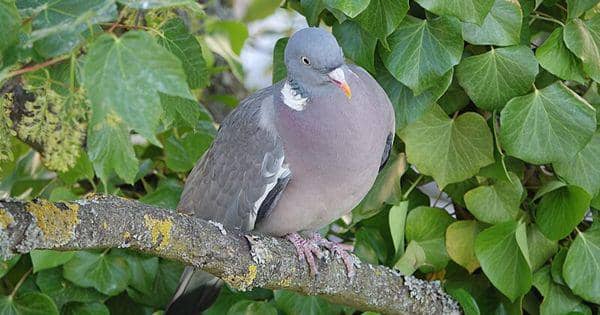 4 Spesies Burung Unik yang Berhabitat di Portugal, Curi Perhatian!