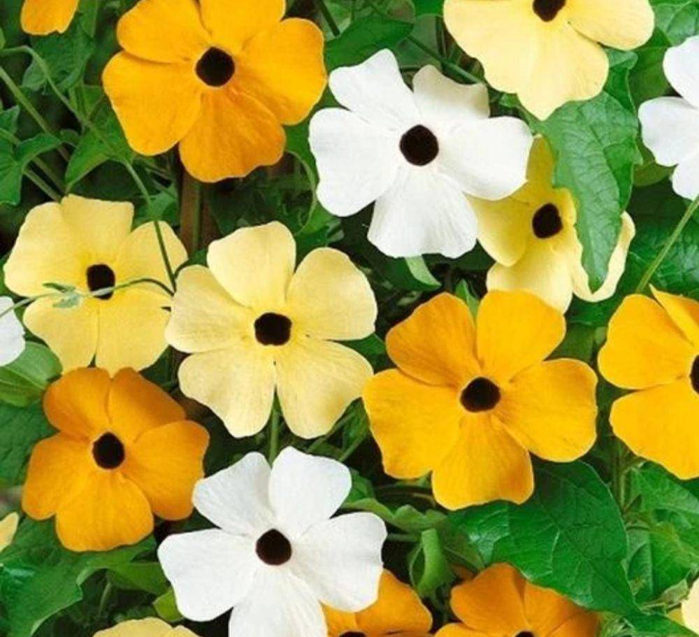 black eyed susan vine (tokopedia.com/hastestore)