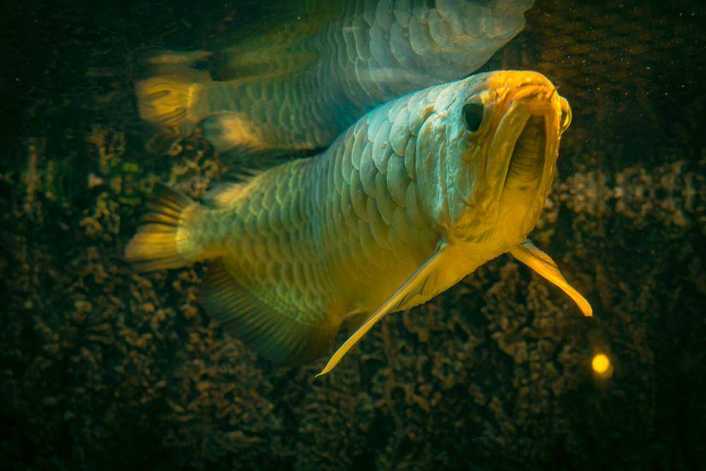 ilustrasi ikan arwana (unsplash.com/Riza Gabriela)