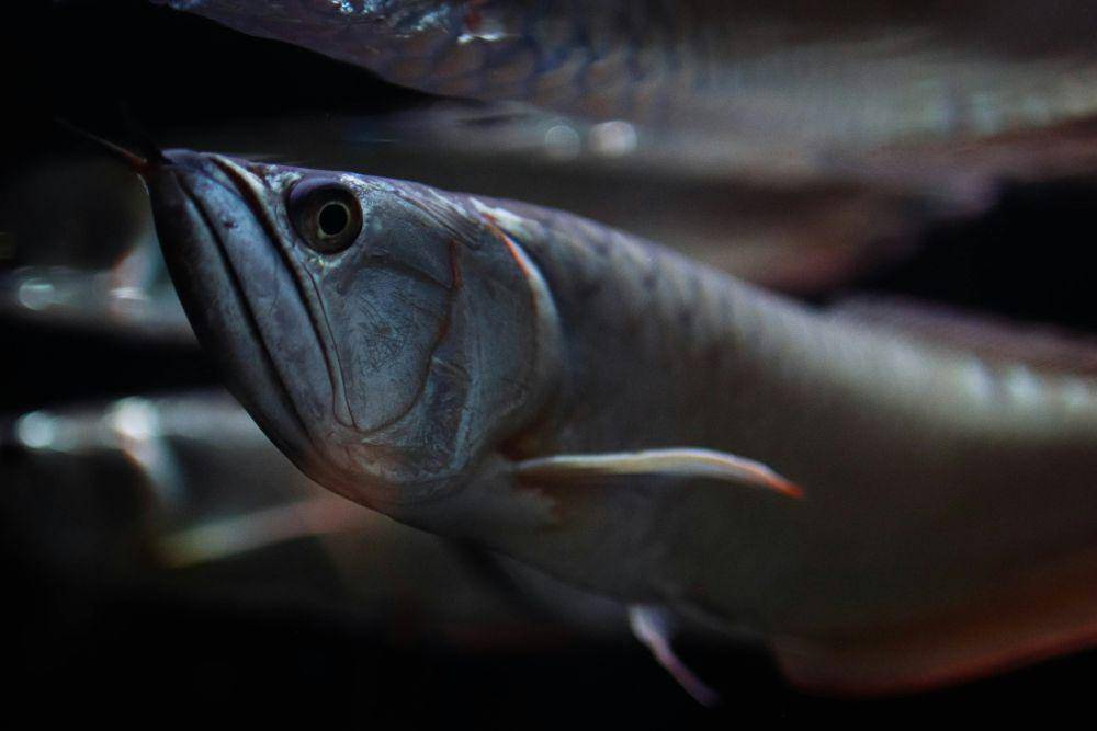 ilustrasi ikan arwana (unsplash.com/SLNC)
