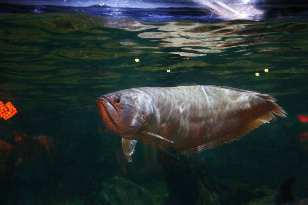 ilustrasi ikan arwana (pexels.com/Piya Nimityongskul)
