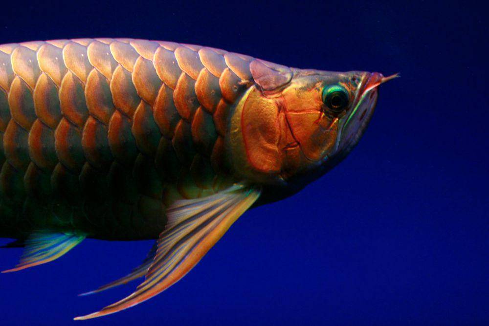 ilustrasi ikan arwana (pexels.com/Jeffry Surianto)