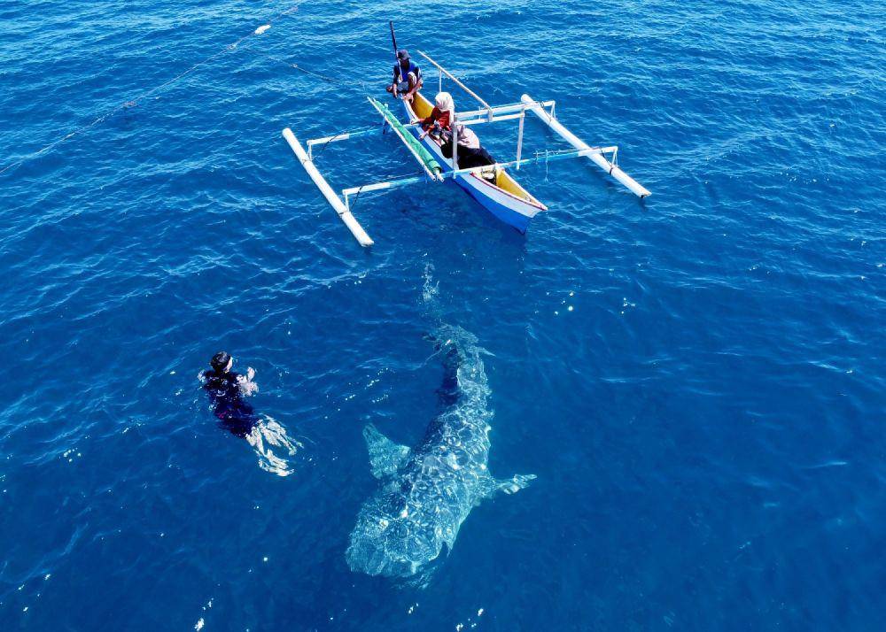 Pengunjung menaiki perahu wisata untuk melihat Hiu Paus (Rhincodon Typus) di objek wisata Desa Botubarani, Kabupaten Bone Bolango, Gorontalo, Rabu (22/5/2024). (ANTARA FOTO/Adiwinata Solihin)
