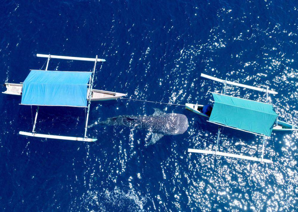 Seekor Hiu Paus (Rhincodon Typus) mendekati perahu wisata di objek wisata Desa Botubarani, Kabupaten Bone Bolango, Gorontalo, Rabu (22/5/2024). (ANTARA FOTO/Adiwinata Solihin)