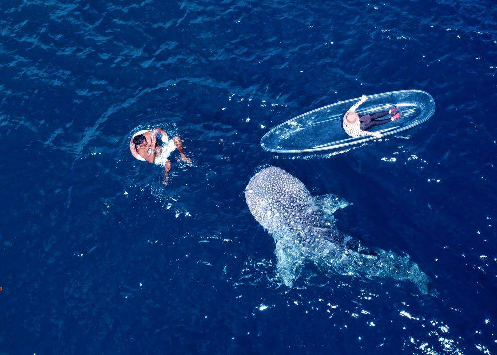 Pengunjung menaiki perahu transparan untuk melihat Hiu Paus (Rhincodon Typus) di objek wisata Desa Botubarani, Kabupaten Bone Bolango, Gorontalo,, Rabu (22/5/2024). (ANTARA FOTO/Adiwinata Solihin)