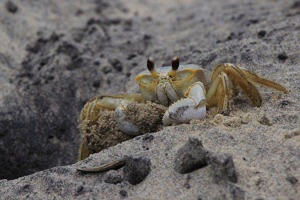 ilustrasi kepiting yang merupakan makanan penyu Ridley Atlantik (Pixabay.com/PhotosbyAllison)