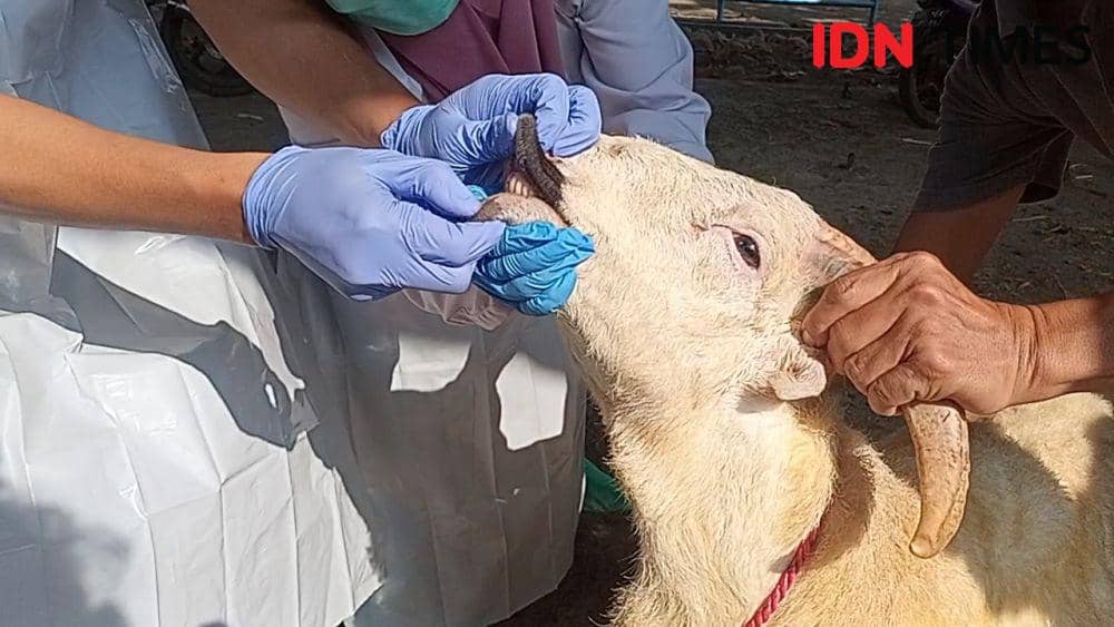 Jelang Idul Adha, Pemkab Majalengka Waspadai Penyakit Hewan Kurban
