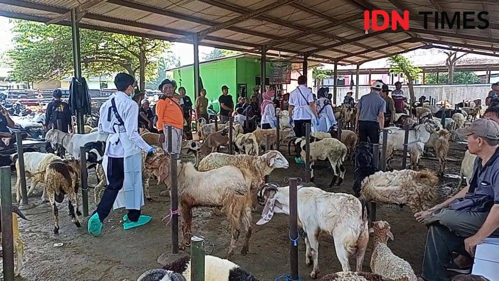 Inin Nastain IDN Times/ pemeriksaan hewan qurban d Majalengka