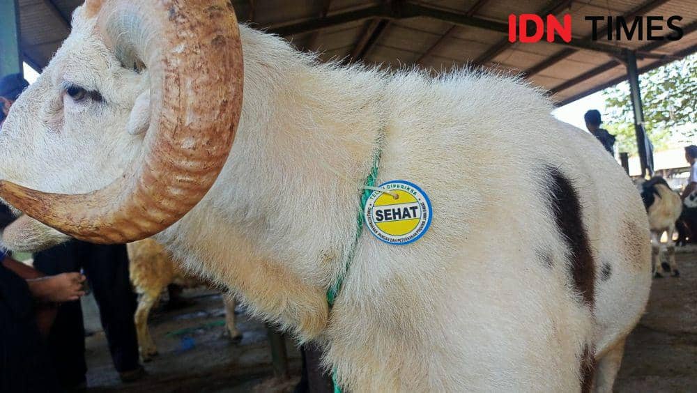 Inin Nastain IDN Times/ Domba dinyatakan sehat dan aman untuk qurban
