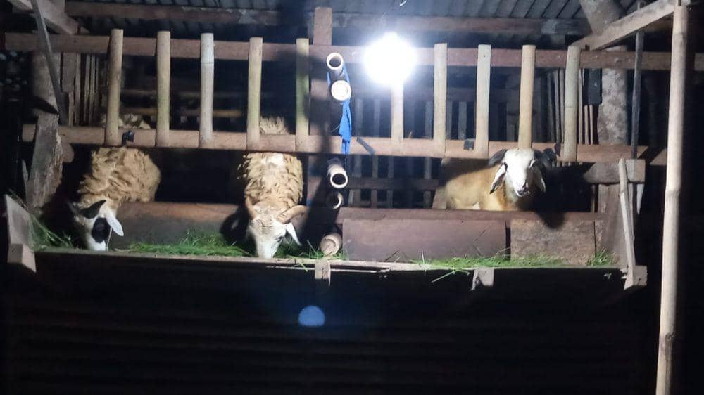 Belasan Domba Milik Peternak di Sanden Bantul Digasak Maling