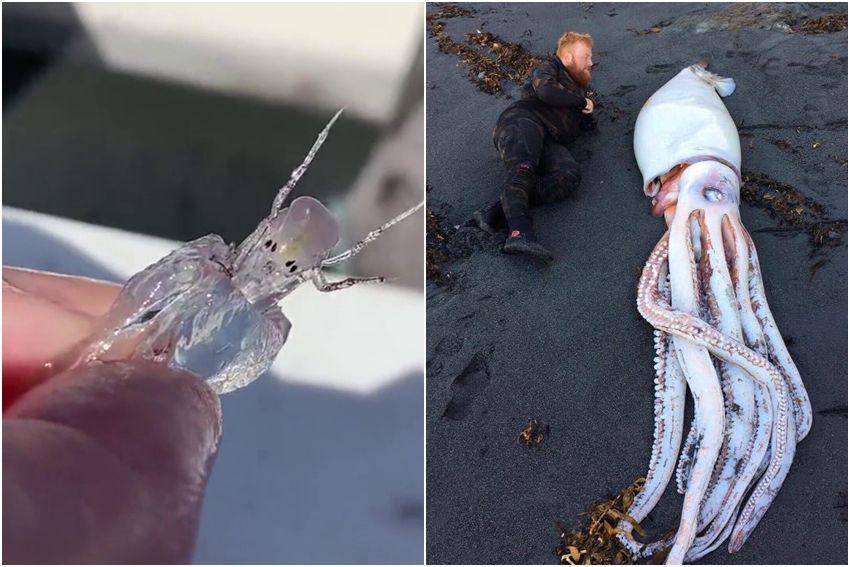 kolase potret makhluk laut misterius (reddit.com/user/drunk-at-noon | reddit.com/user/the_rabid_kitty)